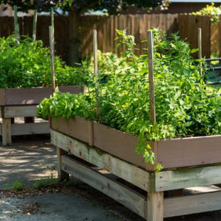 Raised garden beds filled with lush green plants in an outdoor setting.