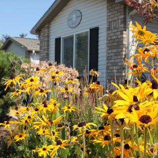 A vibrant display of yellow flowers in front of a charming house, showcasing the beauty of nature.