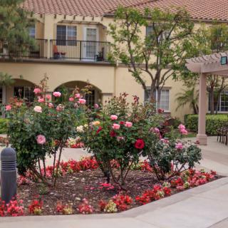 A beautiful garden with blooming roses in front of a building.