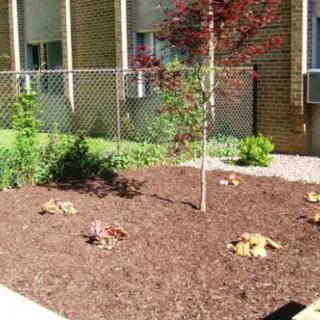 A well-maintained garden with mulch, various plants, and a small tree.