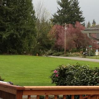 A suburban backyard with a green lawn, bordered by trees and a wooden fence.