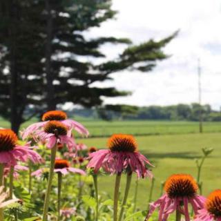 Vibrant coneflowers bloom against a lush, green landscape.
