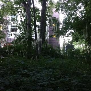 A secluded view of a building partially hidden by dense forest.