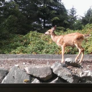 A deer standing near a rocky area, surrounded by lush greenery.