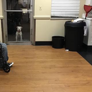 A dog patiently waits at the entrance of a waiting room.