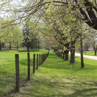 A serene pathway lined with trees and a rustic fence, inviting peaceful walks in nature.