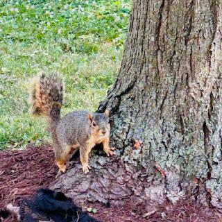 A curious squirrel exploring the base of a tree.