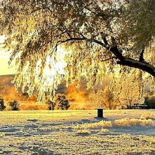 A serene winter landscape bathed in the soft, warm light of sunrise, showcasing a frosty tree and peaceful surroundings.