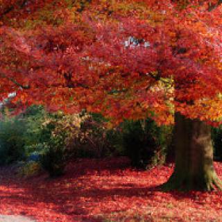A vibrant display of autumn colors with a tree adorned in red leaves.