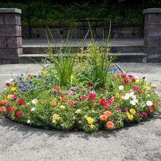 A circular flower bed with a variety of colorful blooms and green plants in an outdoor setting.