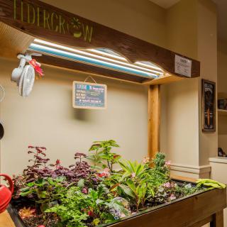 A cozy indoor garden setup with various plants thriving under grow lights.