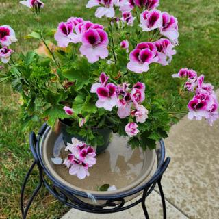 A vibrant pot of pink and purple flowers, adding beauty to the garden.