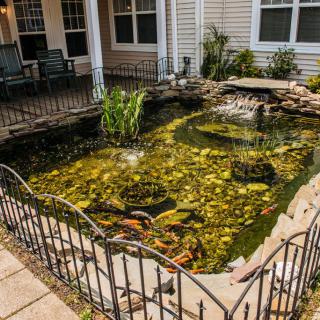 A backyard pond with a decorative metal fence, surrounded by greenery and adjacent to a patio area.