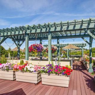 A beautiful garden with vibrant flowers under a green pergola.
