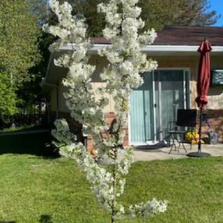 A blossoming tree in a garden, showcasing white flowers under bright sunlight.
