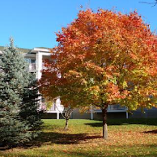 A vibrant autumn scene featuring a colorful tree amidst a clear blue sky.