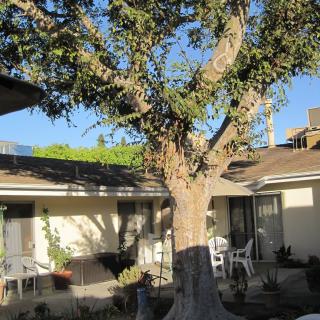 A courtyard with a large tree and chairs under bright sunlight.