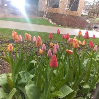 A vibrant display of tulips in bloom, welcoming the spring season.