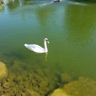 A graceful swan gliding through the serene green waters.