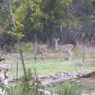 Two deer grazing in a forest clearing.
