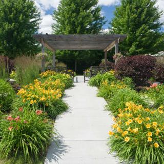 A beautiful garden pathway lined with vibrant yellow flowers leading to a pergola.