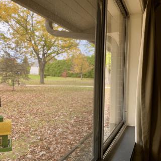 A serene autumn view through a window, showcasing trees and fallen leaves.