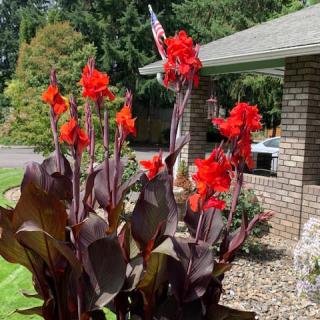 Vibrant red flowers in a sunny garden setting.