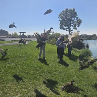People feeding ducks at a sunny park by the lake.