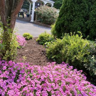 A vibrant garden showcasing beautiful pink flowers in full bloom.