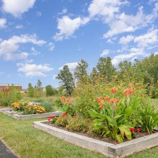A vibrant garden in full bloom under a bright blue sky.