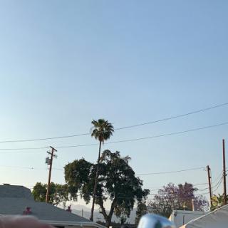 A peaceful view of the sky with a palm tree and utility lines.