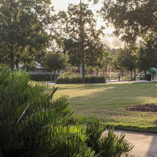 A serene park with lush green grass and trees under the soft sunlight.