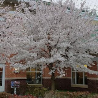 A beautiful cherry blossom tree in full bloom, adding a touch of spring to the scene.