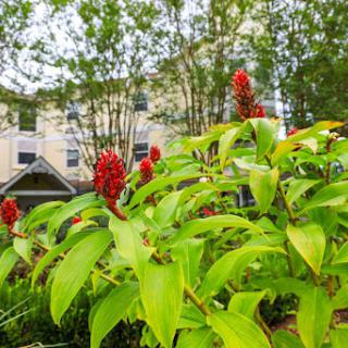A lush plant with vibrant red flowers amidst greenery, set against a backdrop of buildings.