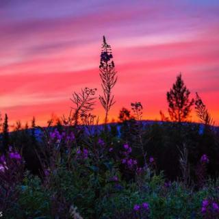 A breathtaking sunset casts vibrant colors over a field of blooming flowers, creating a serene landscape.