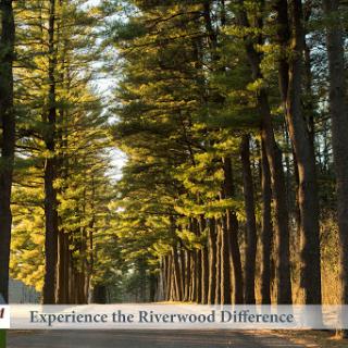 A serene pathway lined with tall trees, bathed in warm sunlight, inviting you to experience the beauty of nature.