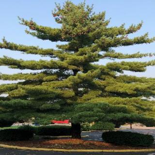 A large pine tree with layered branches in an outdoor setting.