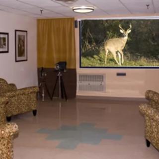 A cozy living room with patterned armchairs and a large window showcasing a deer outside.