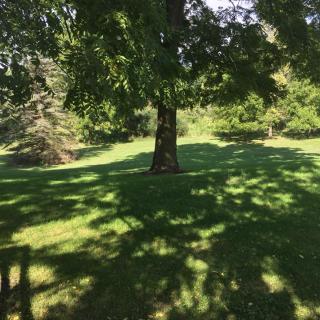 A lush green landscape with trees casting shadows on the grass.