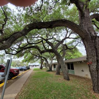 A scenic view of trees arching over a sidewalk next to a building and parking area.