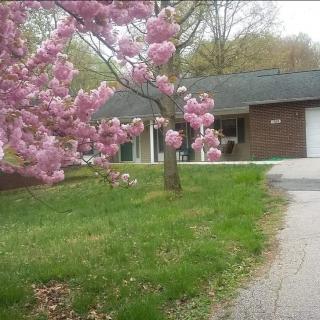A house with a blossoming tree in the front yard during springtime.