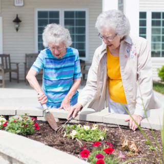 Two elderly women enjoy gardening together in a community setting.