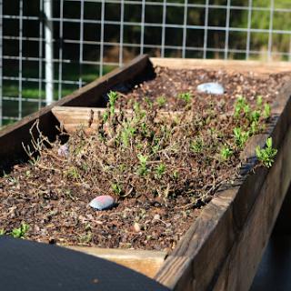 A raised garden bed with herbs growing in soil, nestled in natural sunlight.