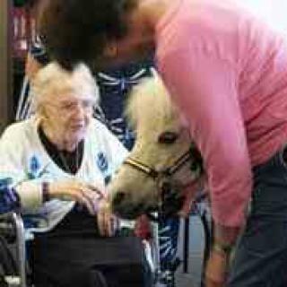 An elderly woman in a wheelchair interacts with a miniature horse during an animal therapy session.