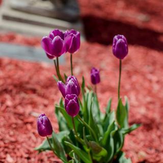 A cluster of vibrant purple tulips blooming in a garden with red mulch.