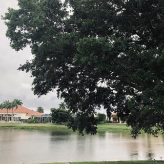 A peaceful lakeside view with trees and houses under an overcast sky.
