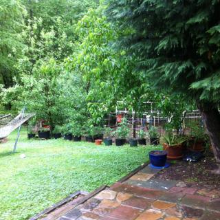 A lush garden with a variety of trees and plants, bordered by a fence.