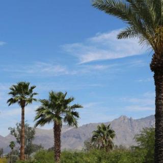 A scenic view of palm trees with mountains in the background under a clear blue sky.