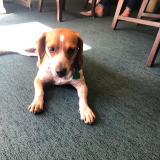 A beagle relaxing on the carpet in a cozy indoor setting.