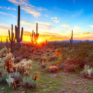 A breathtaking sunset over a desert landscape filled with saguaro cacti.